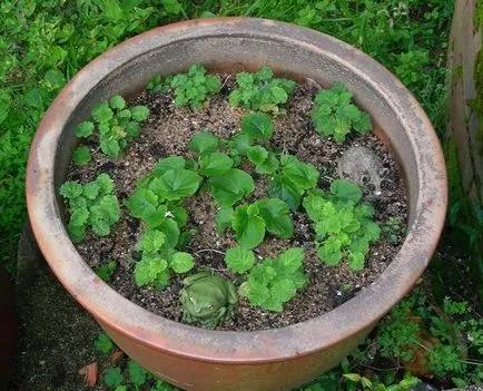 Cineraria (64 poze) specii, plantare, îngrijire