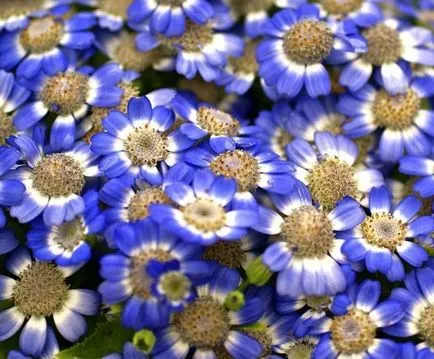 Cineraria (64 poze) specii, plantare, îngrijire