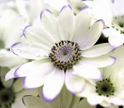 Cineraria (64 poze) specii, plantare, îngrijire