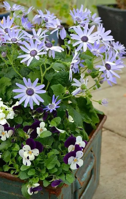 Cineraria (64 poze) specii, plantare, îngrijire