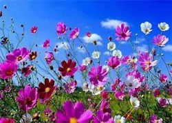 Virágok a lusta, vagy hogyan kell díszíteni a cselekmény a színek, minden nehézség nélkül - szól Növények