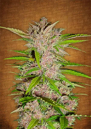 Crystal meth elnőiesedett magvak - fastbuds autoflowering cannabis mag