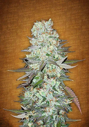 Crystal meth elnőiesedett magvak - fastbuds autoflowering cannabis mag