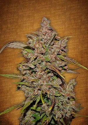 Crystal meth elnőiesedett magvak - fastbuds autoflowering cannabis mag