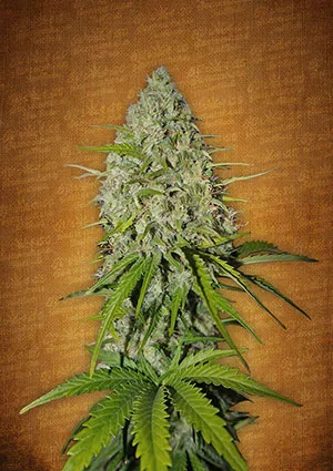 Crystal meth elnőiesedett magvak - fastbuds autoflowering cannabis mag