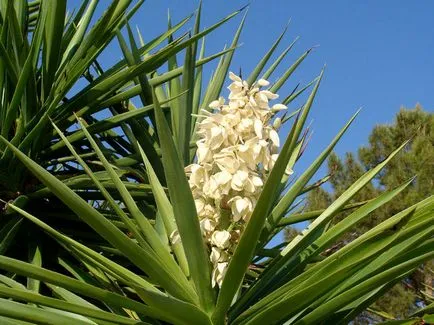 Face flori yucca in casa