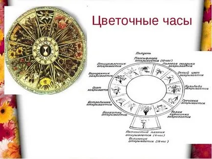 Flower Clock как да се направи легло Karla Linneya, информация, представяне, снимки, видео