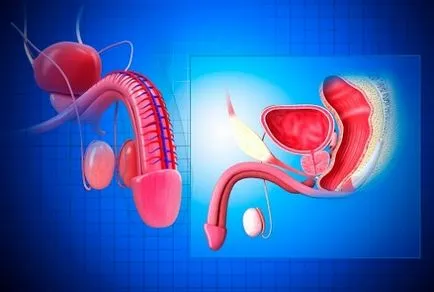 Ефективни народни средства за повишаване на потентността на мъжете