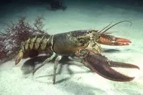 Как да хванеш Lobster