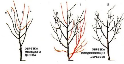 Cum să taie prune în diferite anotimpuri