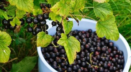 Как да се съберат касис възможно да се откъсне клонове френско грозде