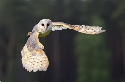 Hogyan hívja a lányt feleségül egy tucat a legszokatlanabb módon nyújtani a kezét, és szívében - a cikket