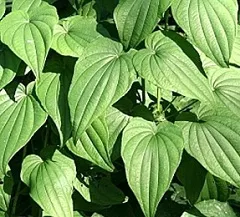 Wild yam kaukázusi - gyógyszer tulajdonságait, előnyeit, ellenjavallatok