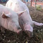 Dizenterie la porci, agentul cauzator al bolii, pierderi economice, precum și pentru simptome ale bolii,