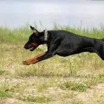 Descriere Doberman și caracteristicile rasei, poze și prețul de pui