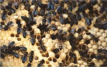 Milyen célra hím méh fészekalja