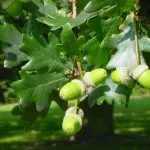 Oak rendes gyógyszer tulajdonságait előforma cortex Kverkus, Robur