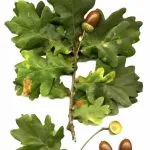 Oak rendes gyógyszer tulajdonságait előforma cortex Kverkus, Robur