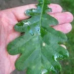 Oak обикновени лечебни свойства заготовката кора kverkus, Robur