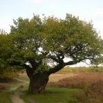 Oak rendes gyógyszer tulajdonságait előforma cortex Kverkus, Robur