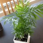 Dracaena marginata - грижи в дома, снимки