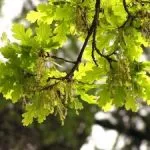 Oak rendes gyógyszer tulajdonságait előforma cortex Kverkus, Robur