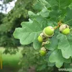 Oak rendes gyógyszer tulajdonságait előforma cortex Kverkus, Robur