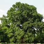 Oak rendes gyógyszer tulajdonságait előforma cortex Kverkus, Robur