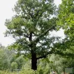 Oak rendes gyógyszer tulajdonságait előforma cortex Kverkus, Robur