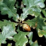 Oak rendes gyógyszer tulajdonságait előforma cortex Kverkus, Robur