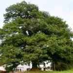 Oak обикновени лечебни свойства заготовката кора kverkus, Robur