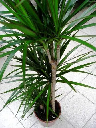 Dracaena marginata - грижи в дома, снимки