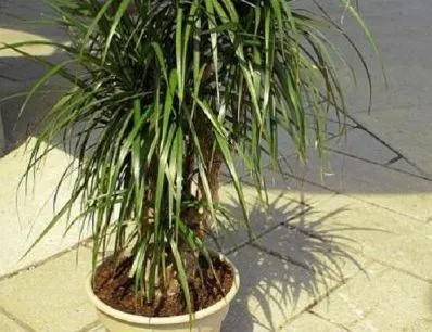 Dracaena marginata - ellátás az otthoni, fotók