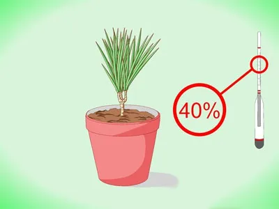 грижа Dracaena у дома и фото инсталации