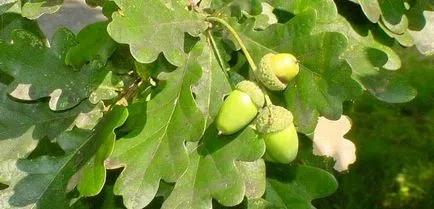 Oak rendes gyógyszer tulajdonságait előforma cortex Kverkus, Robur