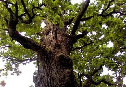 Oak rendes gyógyszer tulajdonságait előforma cortex Kverkus, Robur