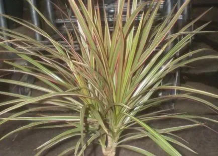 Dracaena marginata - ellátás az otthoni, fotók