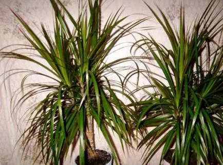 Dracaena marginata - грижи в дома, снимки