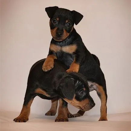 zwergpinscher de formare