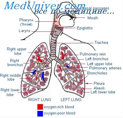 Движението на въздуха в белите дробове