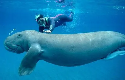 Dugong (limba latină: