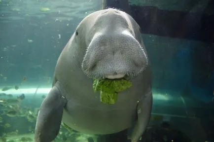 Dugong, морски бозайник, фото