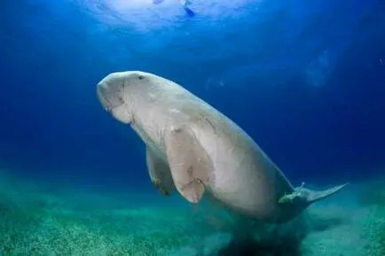 Dugong (limba latină: