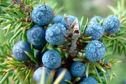 Juniper заявление етерично масло, използването на