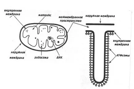 organite Dvumembrannye