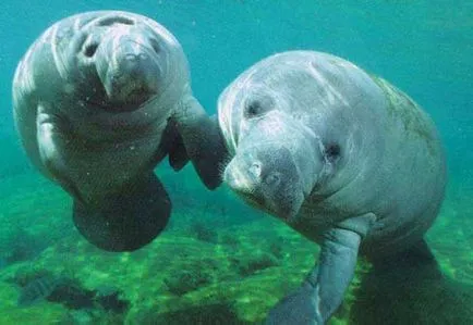 Dugong (limba latină: