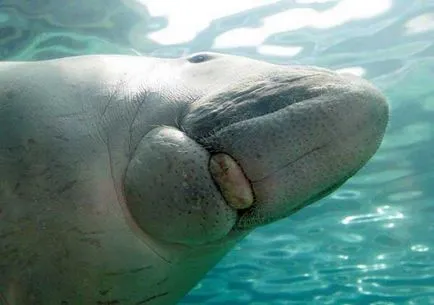 Dugong (limba latină: