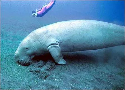 Dugong (limba latină: