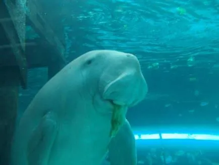 Dugong (limba latină: