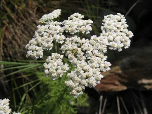 Enciclopedia de plante Yarrow (Achilleio)